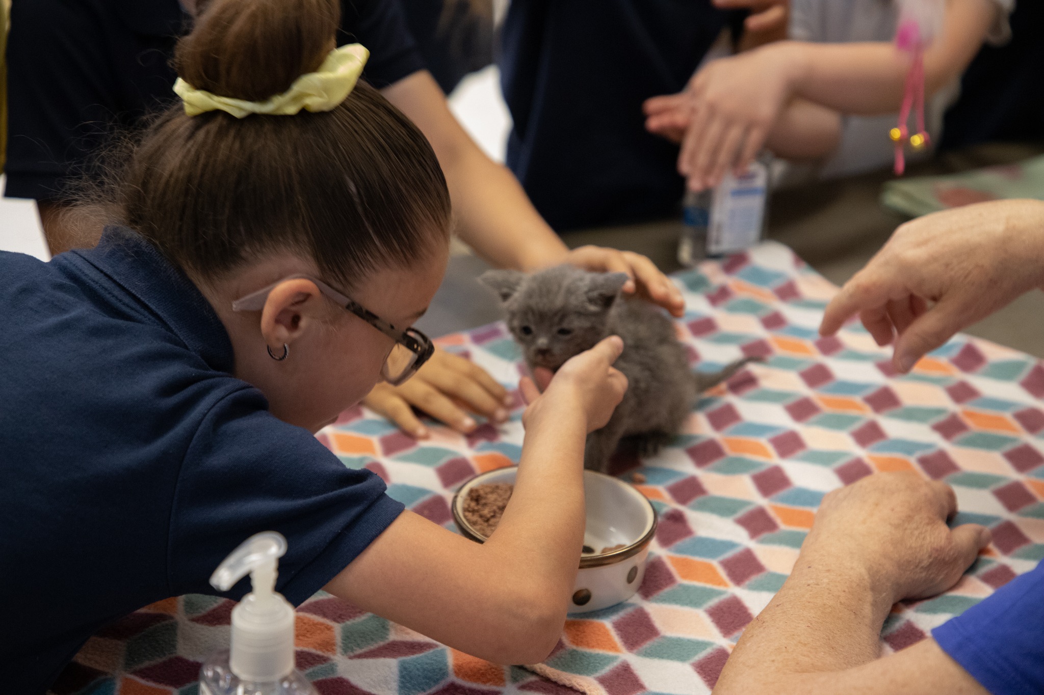 A little girl in glasses and a bun pets a small gray kitten
